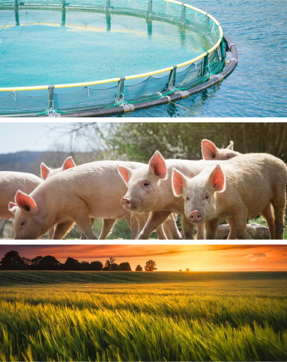 Image of fishery, pigs, and farm