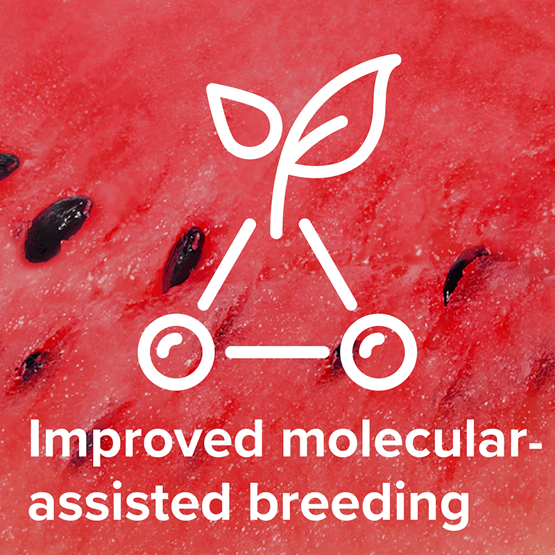 Improved molecular assisted breeding