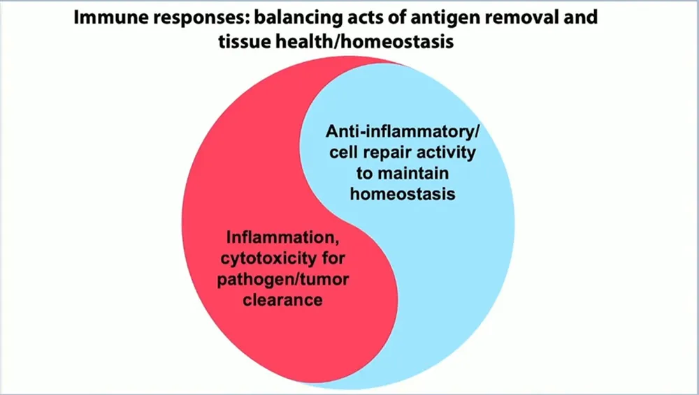 Immune responses image