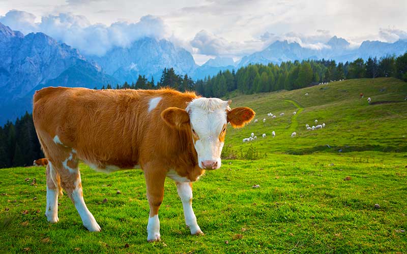 Bovine in a field, representing bovine video presentation from AACR