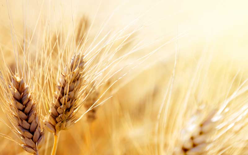 Wheat up close, representing crops video presentation from AACR