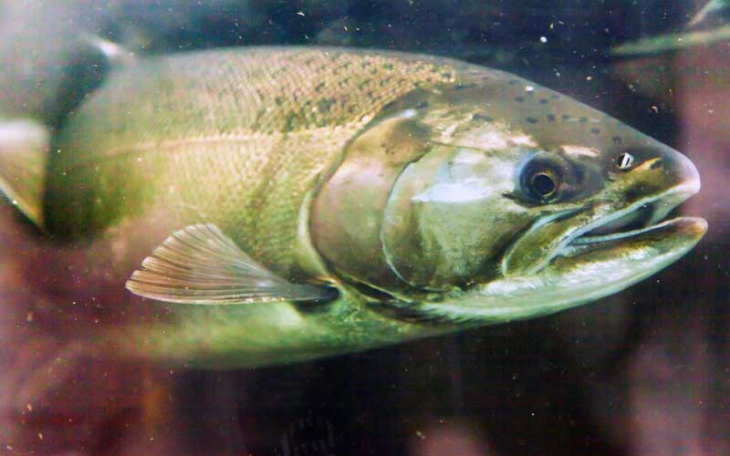 Salmon up close, representing salmon video presentation from AACR